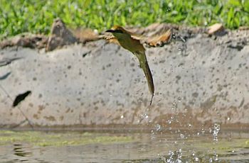 green bee eater